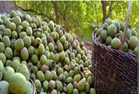 ایجاد اشتغال و افرایش بهره‌وری با توسعه باغداری در ملکشاهی
