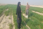  کشت ارزن؛ محصول کم آب بر، اما پربازده کلید طلایی کشاورزی در شرایط کم‌آبی 