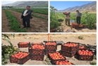  آغاز برداشت گوجه‌فرنگی از مزارع شهرستان دره‌شهر 