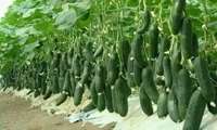  توسعه کشت گلخانه‌ای یکی از راهکارهای اساسی صرفه‌جویی آب ‌است