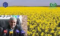 رشد ۳۸۰ درصدی شیب تولید محصول کلزا، در استان ایلام