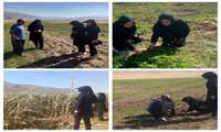 بازدید از مزرعه کلزا و بررسی وضعیت علف هرز و سرمازدگی و خسارت جوندگان در بخش آسمان آباد، شهرستان چرداول