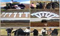 اجرای طرح P.D.T و P.V.S در روستای چاویز ،شهرستان ایلام