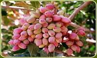  سطح زیر کشت باغات پسته در شهرستان بدره ۱۴ هکتار است.