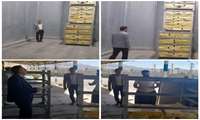 بازدید مدیر نظارت و بازرسی کالاهای اساسی سازمان جهاد کشاورزی استان از سردخانه،پشتیبانی امور دام استان