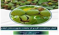  آغاز برداشت گردو از باغات شهرستان ایلام