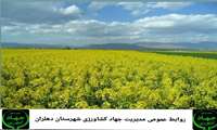آغاز کشت  دانه روغنی  کلزا در  اراضی زراعی شهرستان دهلران