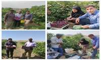 اجرای عملیات کیل‌گیری محصولات باغی انگور و انجیر در شهرستان دره‌شهر