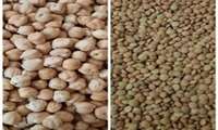 آغاز کشت حبوبات در اراضی دیم شهرستان دهلران