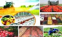 بیش از ۵ هزار میلیارد ارزش تولیدات زراعی و جالیزی در دره‌شهر