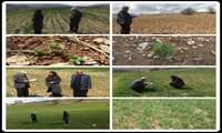 بازدید از مزارع طرح جهش تولید در دیمزارهای بخش سیوان شهرستان ایلام 