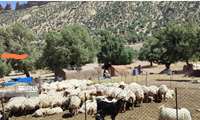 مراتع ایلام زیر لبه‌ قیچی توسعه و تخریب ۲۸ اردیبهشت 1404