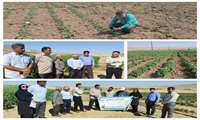  برگزاری دوره آموزشی خاکورزی حفاظتی و بازدید از سیستم های آبیاری نوار تیپ در شهرستان دره شهر
