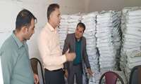 آغاز توزیع بذر کلزا در شهرستان دره‌شهر