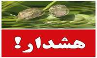 هشدار آفت سن به کشاورزان گندمکار دره شهر