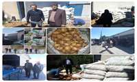توزیع ۶۰ تن سیب‌زمینی تنظیم بازار در ایلام 13 اسفند 1404