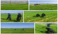 پایش وضعیت مزارع غلات شهرستان ایلام در راستای طرح پایداری تولید 17 فروردین 1405