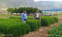 بازدید کارشناس مسوول وکارشناس واحد ثبت و گواهی بذر و نهال استان ایلام از طرح کرت‌های کنترلی گندم و جو