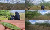 بازدید باغات پسته و بادام شهرستان بدره و ارائه توصیه‌های فنی به باغداران