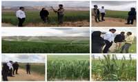  پایش مزارع گندم آبی تحت سامانه گرمسیری منطقه دشتلگ ایلام؛ پیشرفت مطلوب رشد در سایه چالش‌های آبی