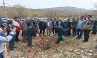 پویش ملی درختکاری،سرو ایران درپارک جنگلی چغاسبز شهر ایلام