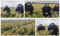 پایش مزارع گندم شهرستان دهلران؛ عدم مشاهده عوامل خسارت‌زا