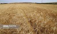 آمادگی شهرستان ایلام برای آغاز برداشت غلات