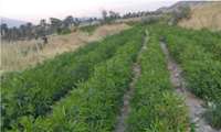از زمین تا صنعت با توسعه کشت گیاهان داروئی در دهلران