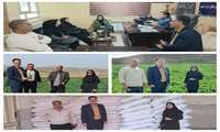 بازدید کارشناسان مدیریت زراعت سازمان از مزارع کلزا و گندم شهرستان دره‌شهر