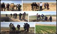 بازدید مدیر جهاد کشاورزی شهرستان ایلام از اراضی تحت کشت سامانه گرمسیری منطقه دشتلگ 