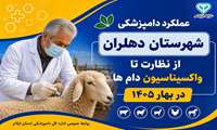 عملکرد دامپزشکی شهرستان دهلران در بهار ۱۴۰۵؛ از نظارت تا واکسیناسیون دام ها