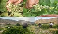 بازدید از باغات منطقه بانبکر توسط مسئول باغبانی شهرستان و رئیس اداره تولیدات گیاهی و رئیس مرکز زرن