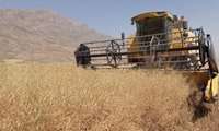 آغاز برداشت دانه روغنی کلزا در شهرستان چرداول