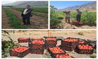  آغاز برداشت گوجه‌فرنگی از مزارع شهرستان دره‌شهر 