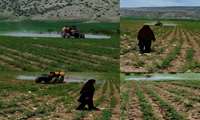 محلول پاشی مزارع نخود پایگاه نوع آوری شهرستان چرداول(بخش آسمان آباد)