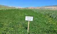 برتری کشت مخلوط علوفه در دیمزارها نسبت به کشت خالص