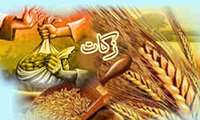 کشاورزان ایلامی با وجود خشکسالی نسبت به پرداخت زکات اهتمام دارند