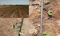 اجرای سیستم آبیاری نوین نوار تیپ در اراضی زراعی شهرستان دهلران‌