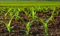 اجرای طرح مزارع الگوی در شهرستان دهلران