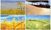 عملیات کاشت غلات پاییزه در شهرستان مهران