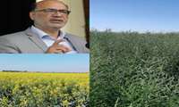 آغاز برداشت کلزا دراستان ایلام