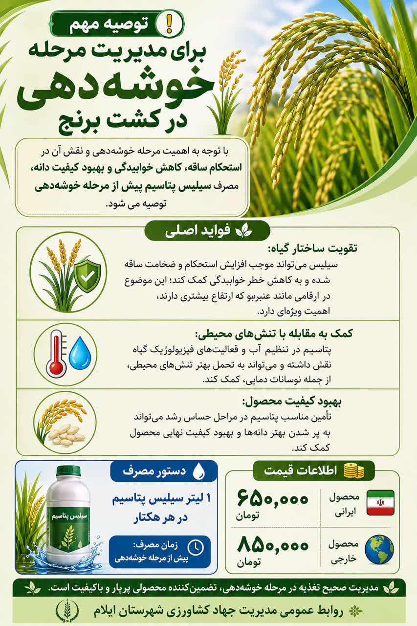 توصیه مهم برای مدیریت خوشه دهی در برنج