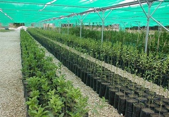 نهالستان ایوان؛ ظرفیت مهم ایلام برای تولید نهال‌های بومی و سازگار با اقلیم زاگرس